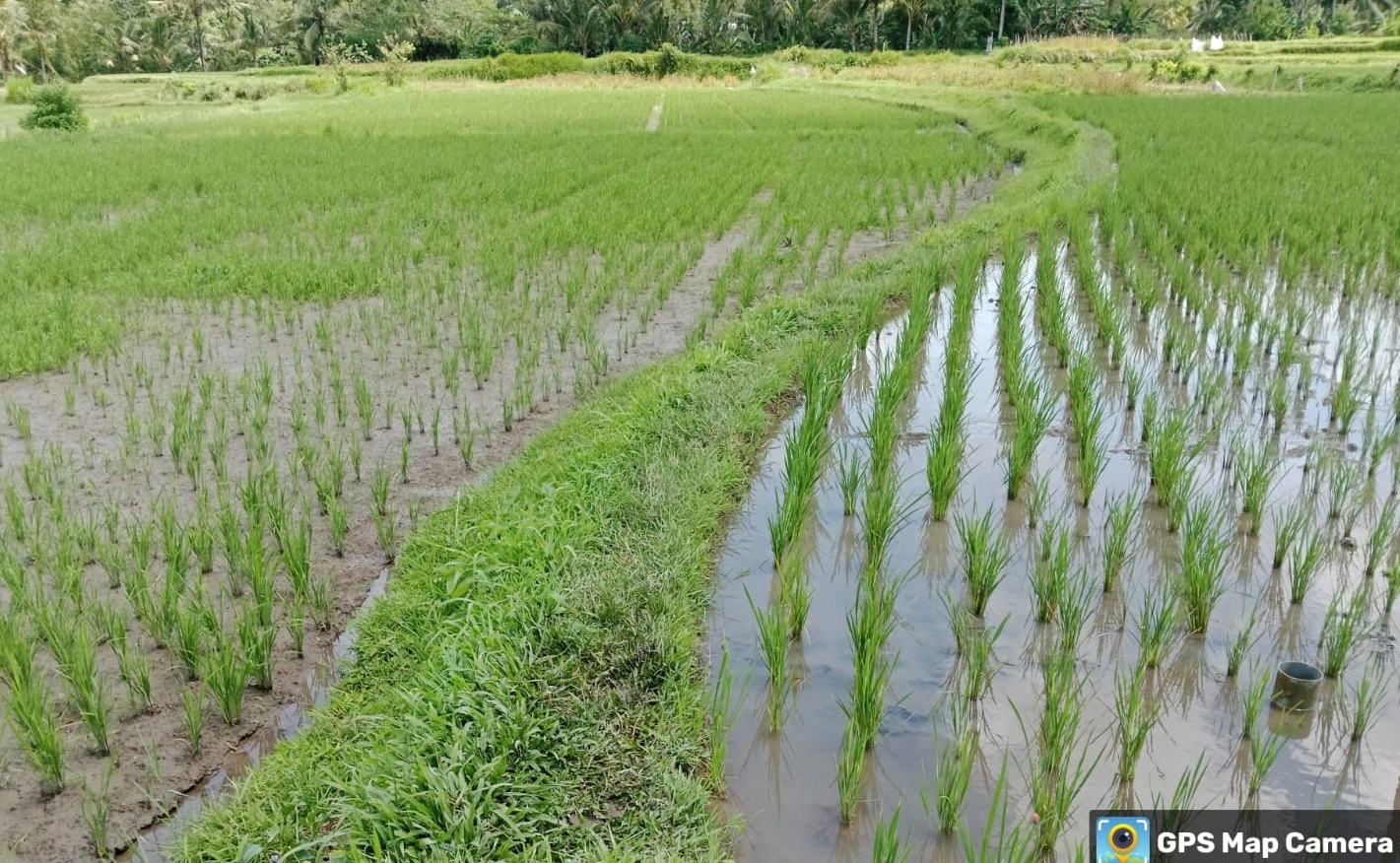 Time- and GPS-tagged photo of AWD vs Flooded rice paddies.